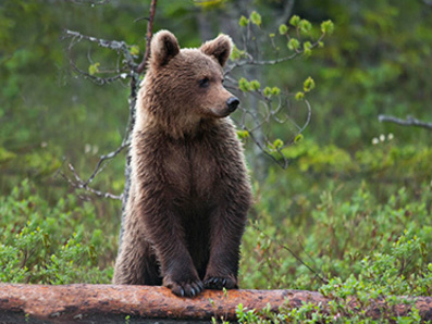 Жителей Мурманской области напугал двукратный рост популяции медведей